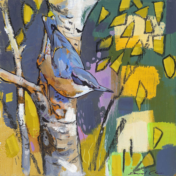 Open edition print of a Nuthatch by artist Daniel Cole