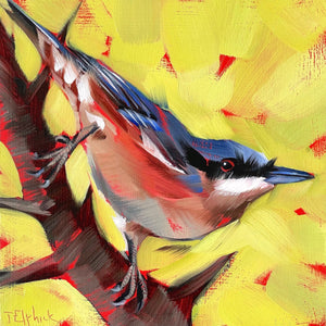 Painting of a nuthatch by artist Tracey Elphick