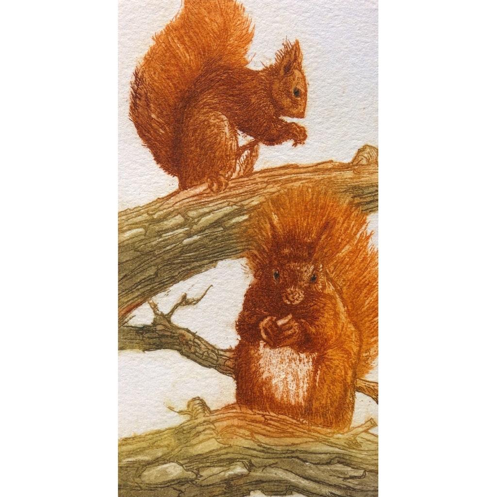 Limited edition etching of two red squirrels by artist Valerie Christmas