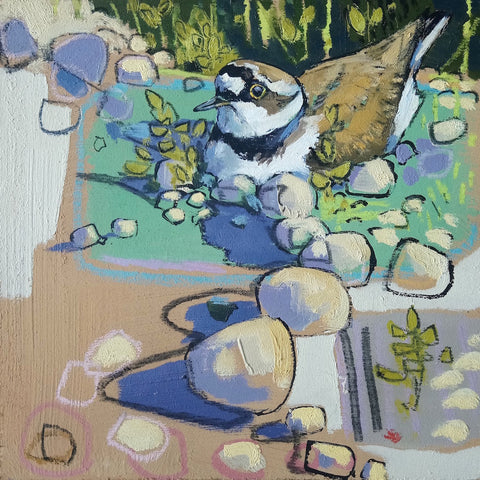 Open edition print of a Little Ringed Plover by artist Daniel Cole