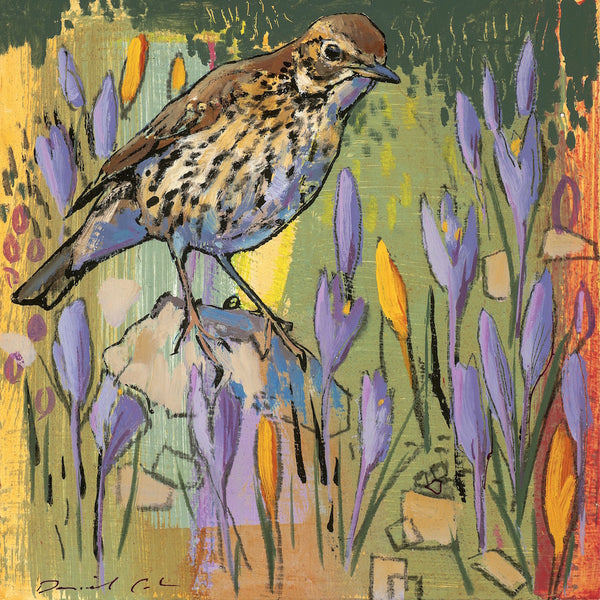 Open edition print of a song thrush by artist Daniel Cole