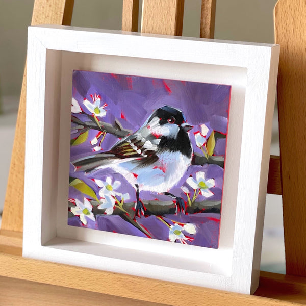 Coal Tit and Blossom
