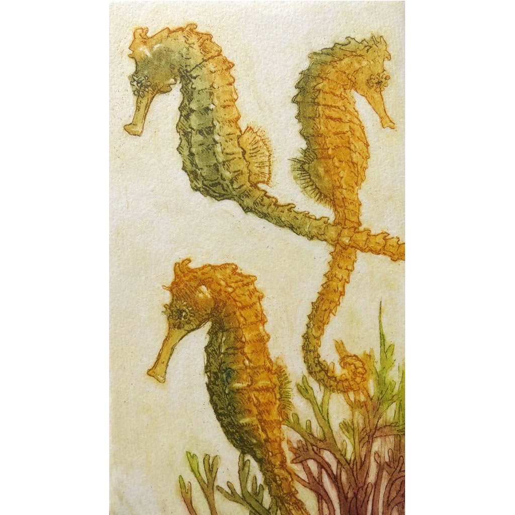 Limited edition etching of seahorses by artist Valerie Christmas