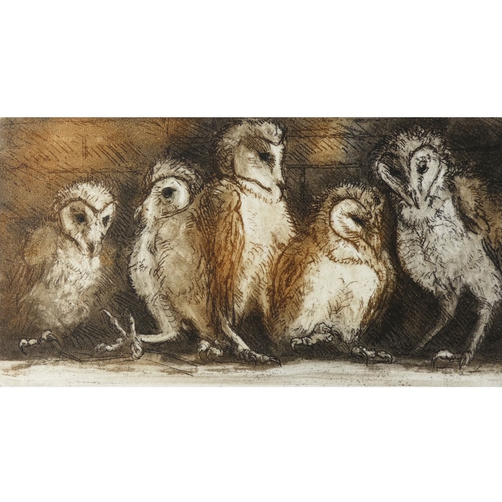 Limited edition etching of young barn owls by artist Valerie Christmas