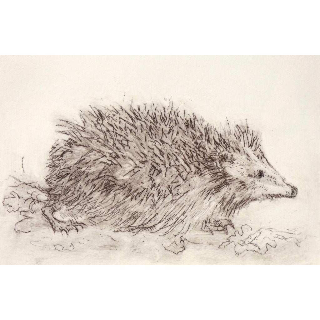 Limited edition etching of a young hedgehog by artist Valerie Christmas